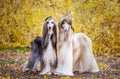 Two stylish Afghan hounds, dogs, in a military cap