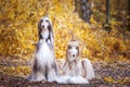 Two stylish Afghan hounds, dogs, in a military