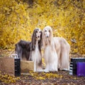 Two stylish Afghan hounds, dogs, with shopping