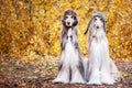 Two stylish Afghan hounds, dogs