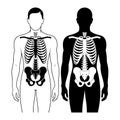 Human skeleton anatomy comparison black and white medical illustration rib cage Royalty Free Stock Photo