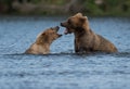 Two Alaskan brown bears playing