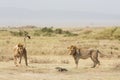 Two sub adult male African Lions playing with a Monitor Lizard, Serengeti National Park, Tanzania