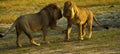 Two young male lions playing around Royalty Free Stock Photo