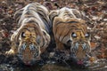 Two subadult Tigers driking water at Waterhole