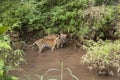 Two subadult tigers are playing in a pool of water at Tadoba Tiger reserve Maharashtra,India Royalty Free Stock Photo