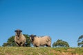 Two Suffolk Sheep on green grass. Royalty Free Stock Photo