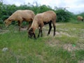 Two Suffolk sheep munching Royalty Free Stock Photo