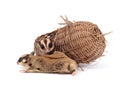 Two sugar glider - Petaurus breviceps Royalty Free Stock Photo
