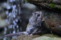 A sugar glider prepares to jump from a rock. Royalty Free Stock Photo