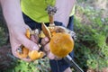 Two suillus grevillei edible forest mushroom in hands, knife