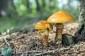 Two suillus grevillei edible forest mushroom Royalty Free Stock Photo