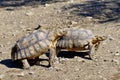 Two sulcata tortoises walking on ground