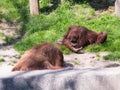 Two Sumatran orangutans Pongo Abelii play on the ground in the sunny day Royalty Free Stock Photo