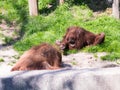 Two Sumatran orangutans Pongo Abelii play on the ground in the sunny day Royalty Free Stock Photo