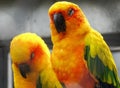 Two Sun conure parrots (Aratinga solstitialis Royalty Free Stock Photo