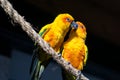 Two Sun Conure, yellow parrots, kissing in a tree Royalty Free Stock Photo