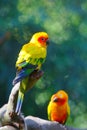 Two Sun Parakeets on the trunk Royalty Free Stock Photo