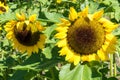 Two Sunflower close up with bee Royalty Free Stock Photo