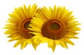 Two sunflower flower isolated on white background Royalty Free Stock Photo