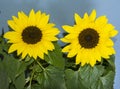 Two sunflower Helianthus annuus, on a blue background Royalty Free Stock Photo