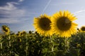 Two sunflowers Royalty Free Stock Photo