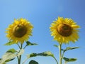 Two sunflowers