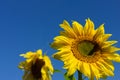 Two sunflowers against a blue sky Royalty Free Stock Photo