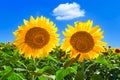 Two sunflowers against a blue sky with a white cloud in a bright sunny day Royalty Free Stock Photo