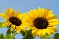 Two Sunflowers against a bright blue sky