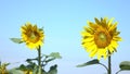 Two Sunflowers Beautiful