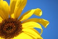 Sunflower on a blue sky Royalty Free Stock Photo