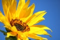 Sunflower on a blue sky Royalty Free Stock Photo