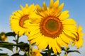 Two Sunflowers Close Up Against Blue Sky Royalty Free Stock Photo