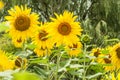 Two sunflowers close-up in field outside city Royalty Free Stock Photo