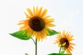 Two sunflowers close-up Royalty Free Stock Photo
