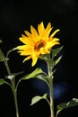 Sunflower on a dark background Royalty Free Stock Photo