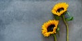 Two sunflowers on a dark gray background with blank space for copy Royalty Free Stock Photo