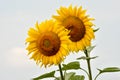 Two sunflowers on a field. Royalty Free Stock Photo