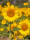 Two Sunflowers in a Field Royalty Free Stock Photo