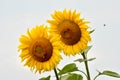 Two sunflowers on a field. Royalty Free Stock Photo