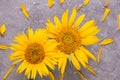 Two beautiful sunflowers Royalty Free Stock Photo