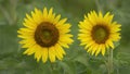 Two Sunflowers Isolated Against Green Background