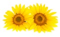 Two sunflowers isolated on white background close-up Royalty Free Stock Photo