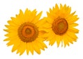 Two sunflowers isolated on white background. Flower bouquet Royalty Free Stock Photo