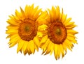 Two Sunflowers Isolated On White Background. Flower Bouquet