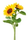 Two Sunflowers Isolated On White Background, Including Clipping Path.