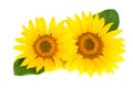 Two sunflowers with leaves isolated on white background Royalty Free Stock Photo