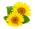 Two sunflowers with leaves isolated on white background Royalty Free Stock Photo