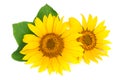 Two sunflowers with leaves isolated on white background Royalty Free Stock Photo